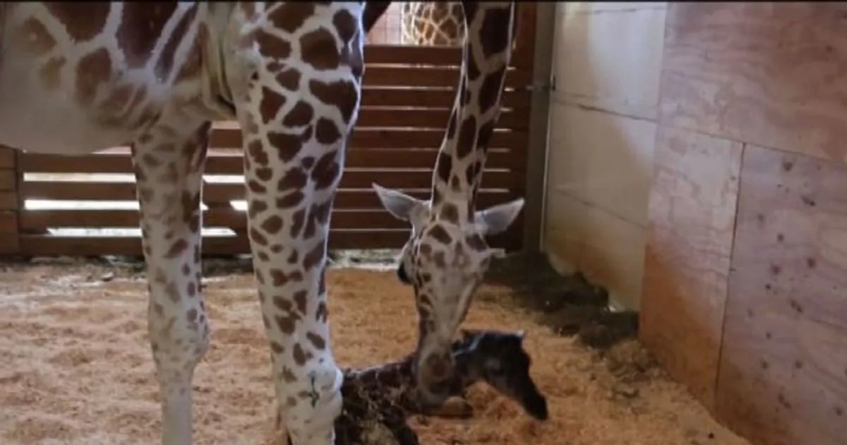 Il parto in diretta della giraffa April nello zoo Usa