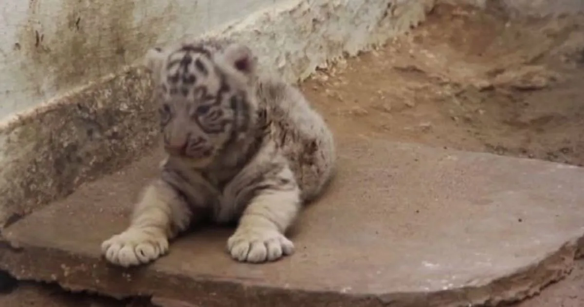 Messico nati due cuccioli di tigre bengalese bianchi