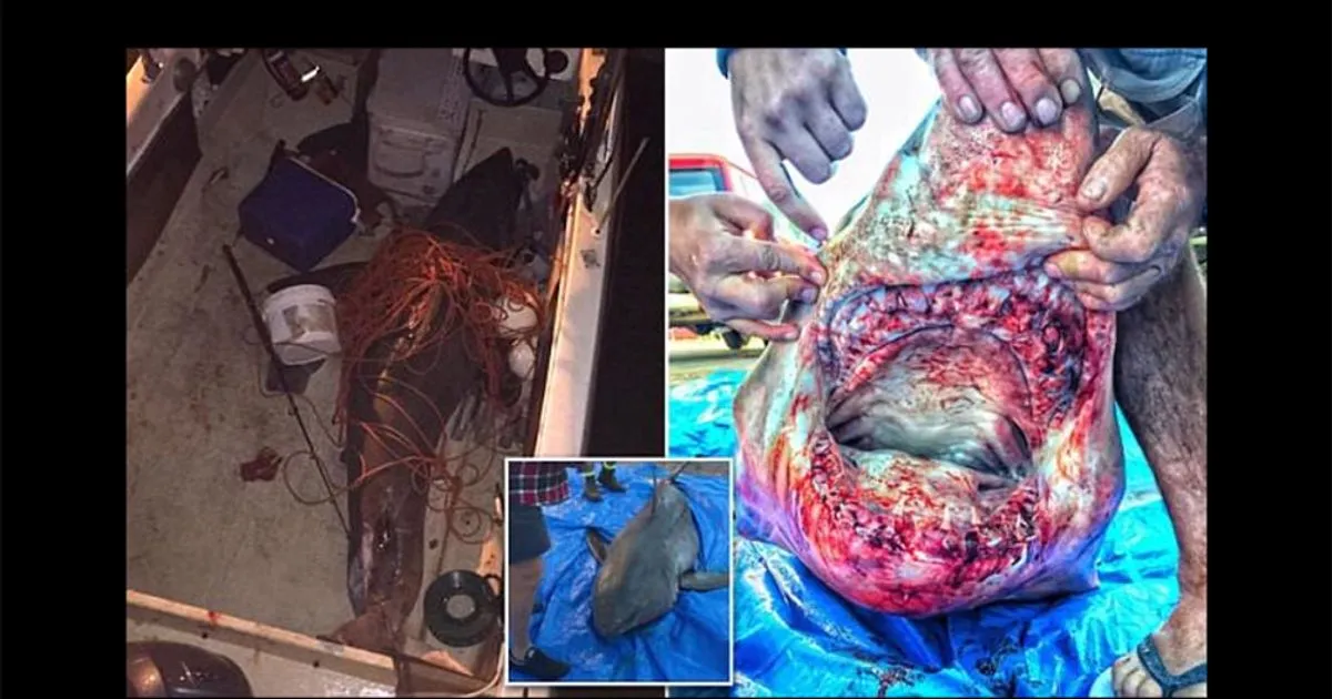Incubo per un pescatore uno squalo di 2 metri e mezzo salta sulla barca