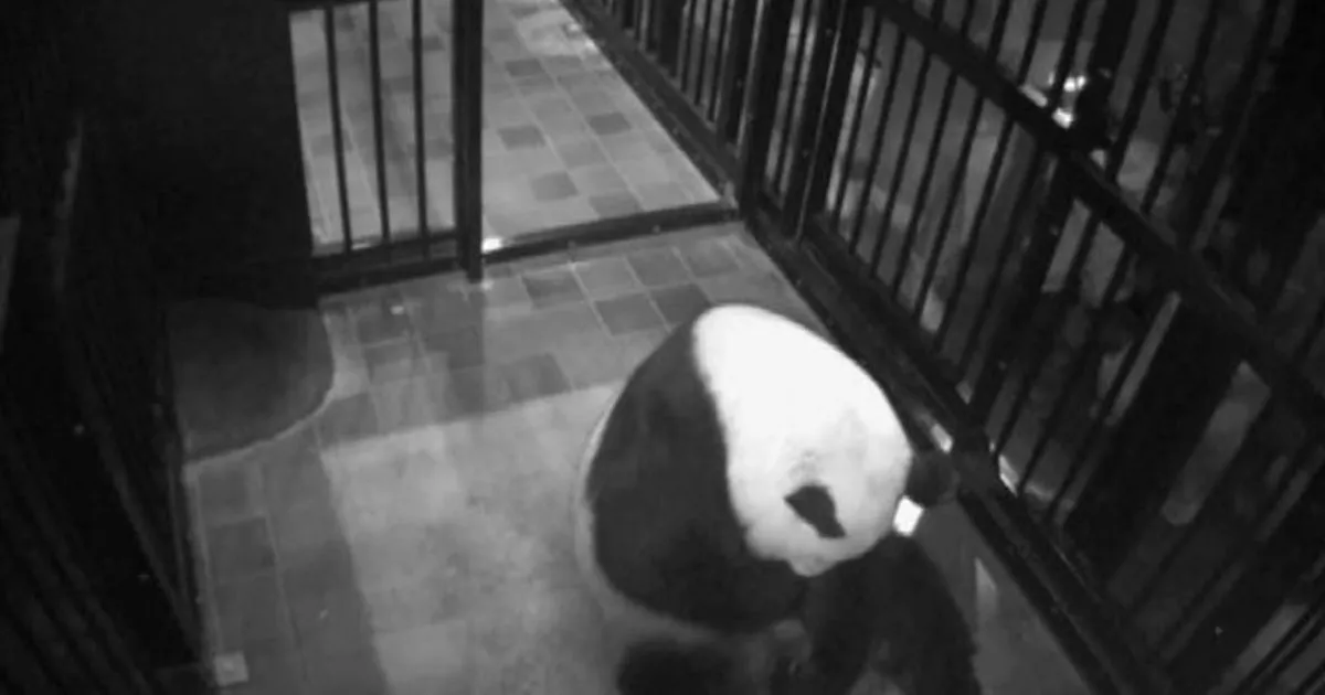 Festa allo zoo di Tokyo  nato un baby panda il primo in 5 anni