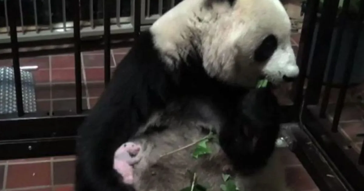 8220E8217 femmina8221 lo zoo di Tokyo svela il sesso del baby panda