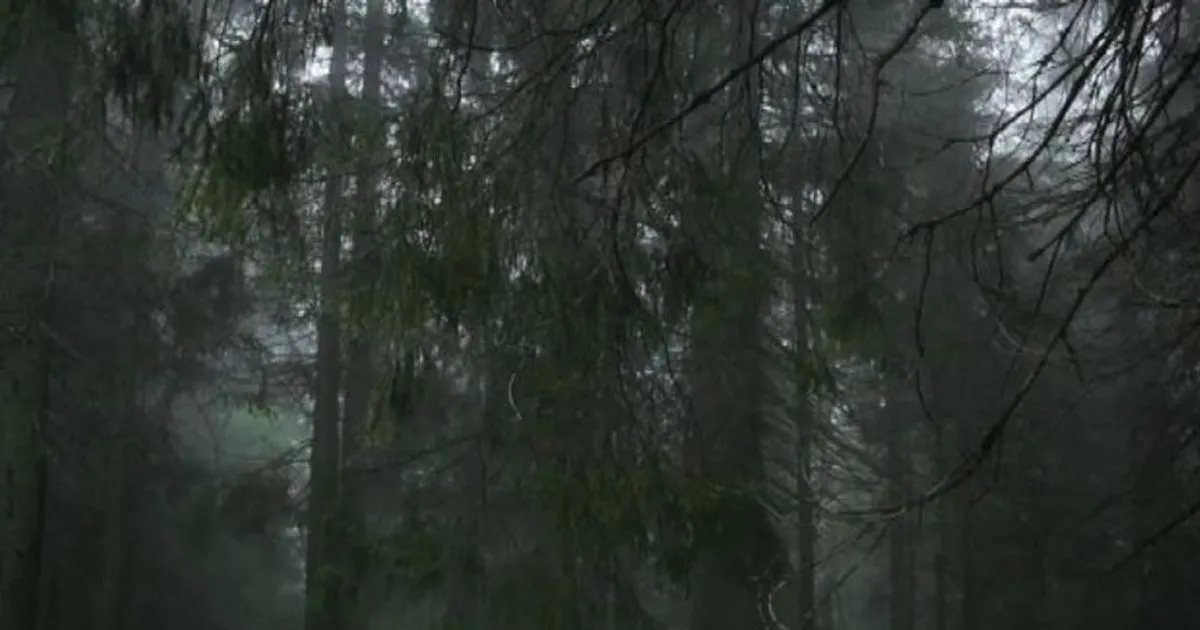 La biblioteca del futuro sta crescendo nelle foreste di Oslo