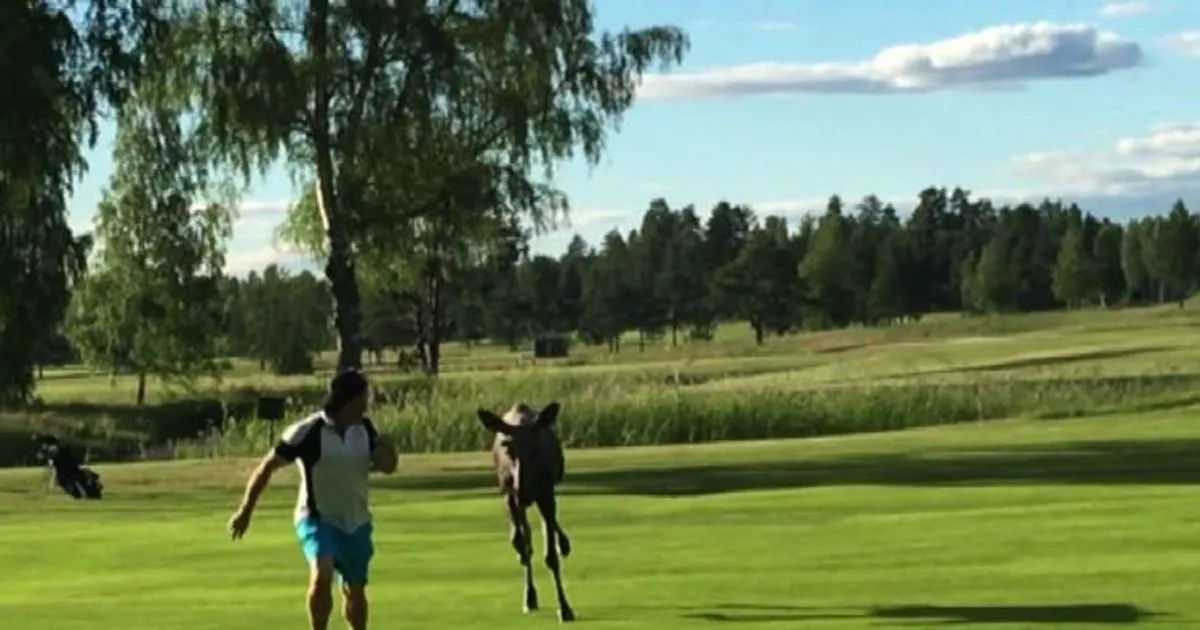 Sfida tra alce e giocatore di golf per il dominio del green