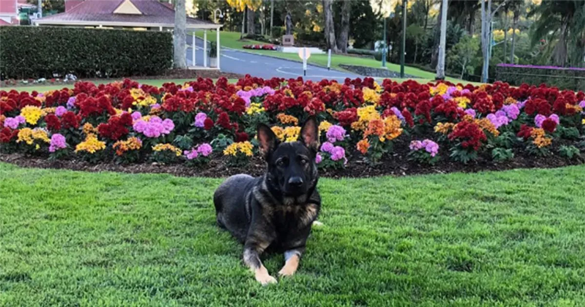Troppo buono per fare il cane poliziotto la storia di Gavel