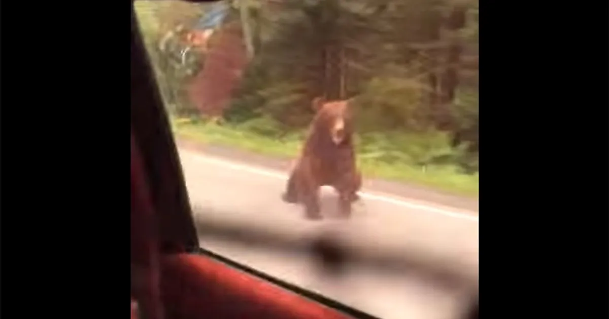 L8217orso insegue l8217auto che aveva indugiato a bordo strada