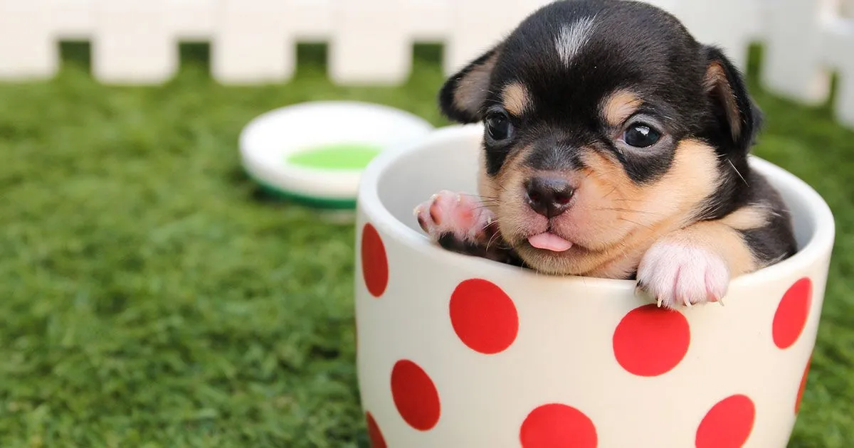 Al via il conto corrente anche per cani e gatti