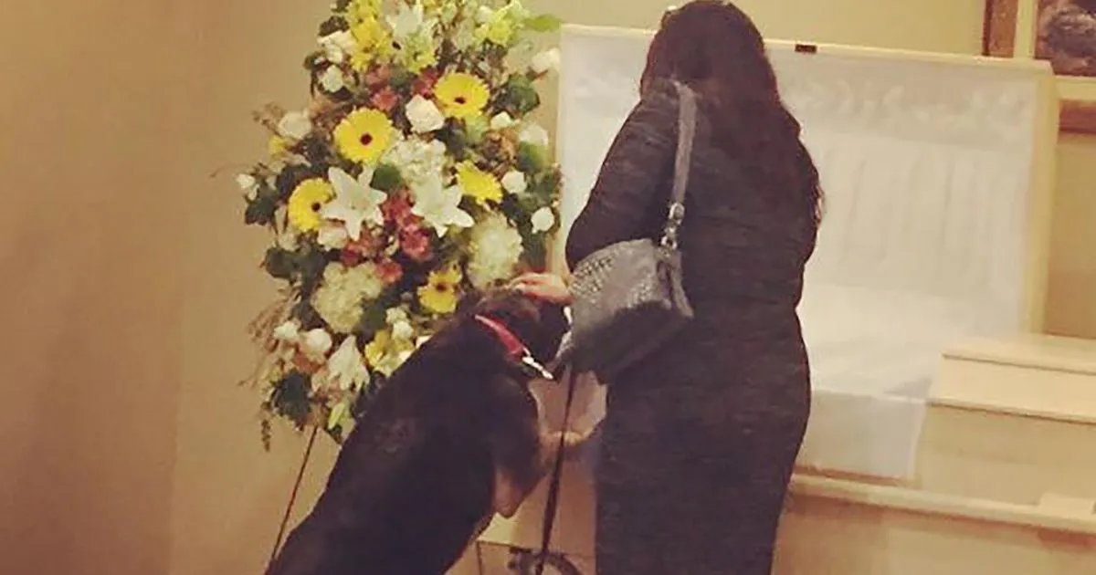 Il cane il suo compagno umano e quell8217ultimo commovente saluto