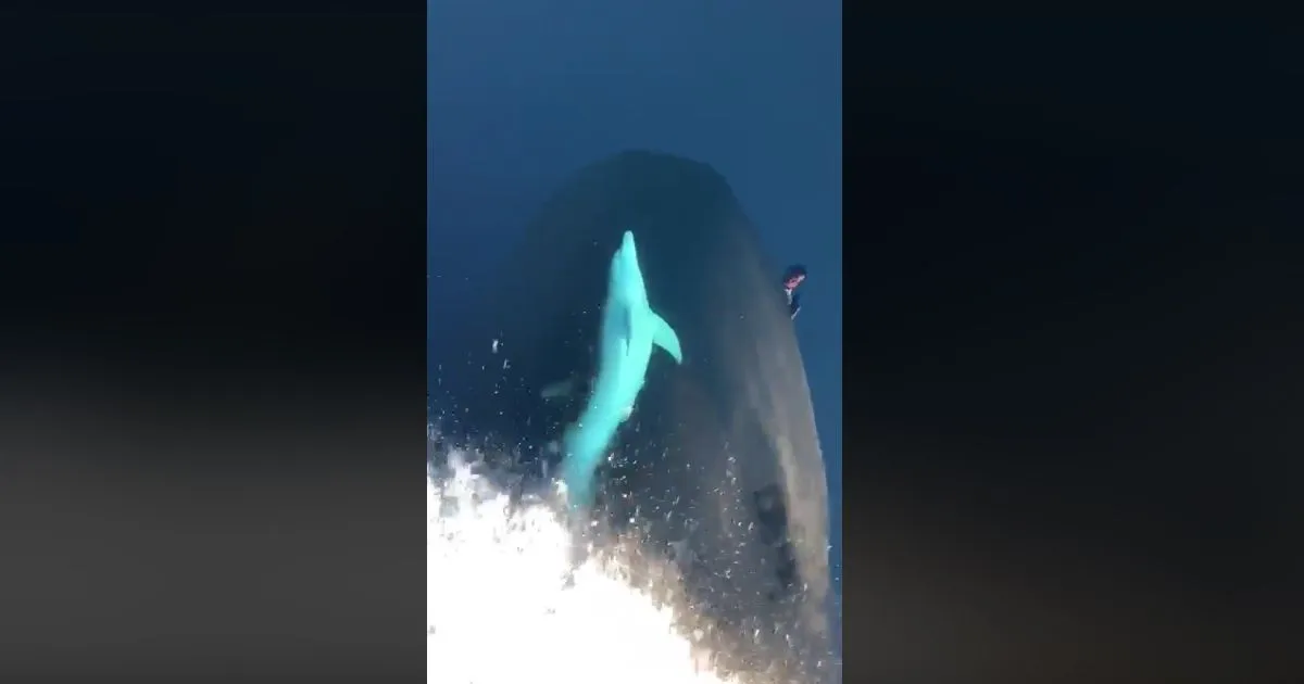 Il delfino si diverte con le onde generate dalla barca