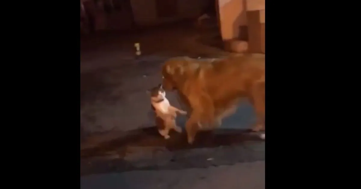 Il cane impedisce la rissa tra gatti