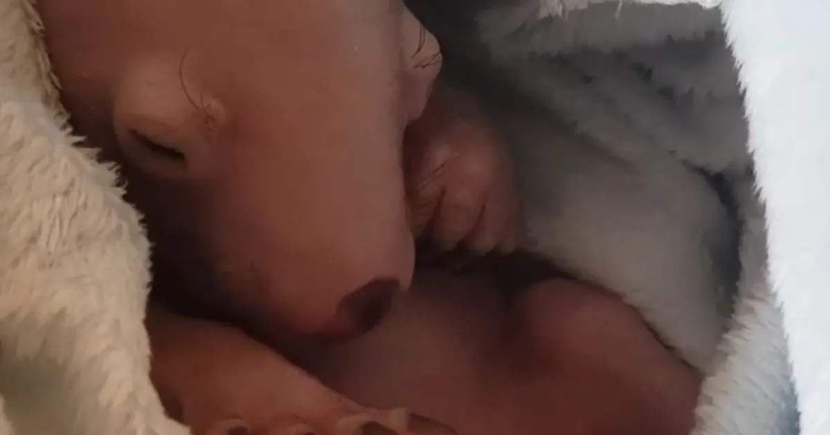 Il vombato dolcissimo dorme e sogna8230