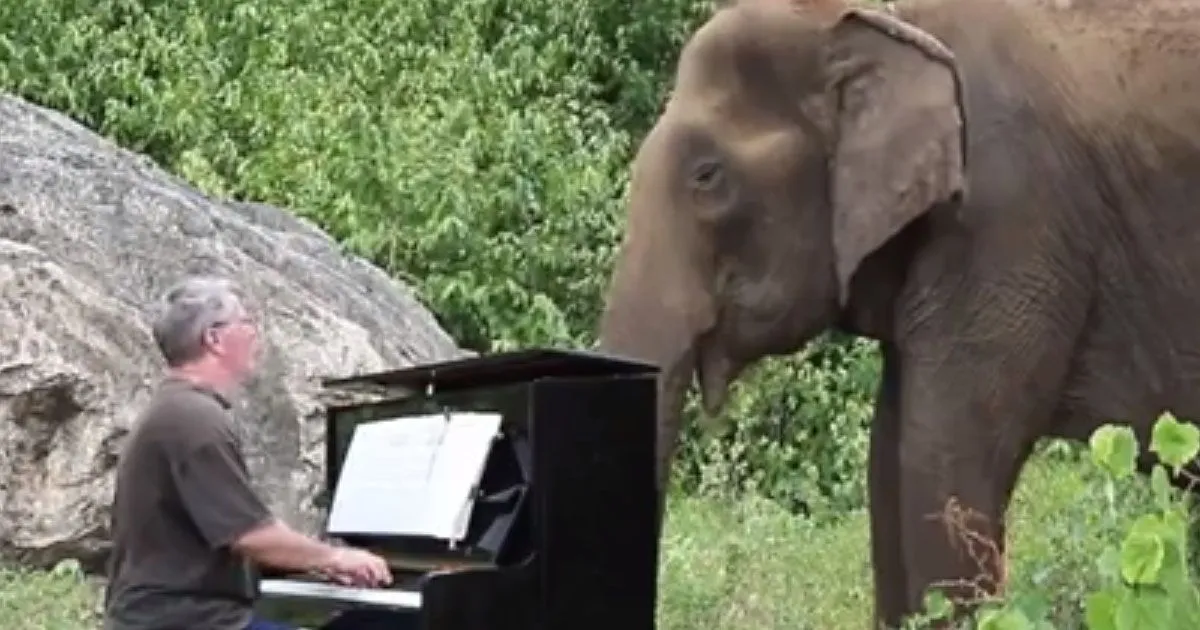 Debussy al pianoforte per l8217elefante cieco8230