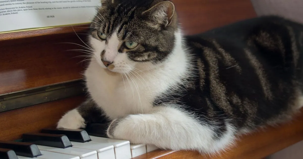 Questa musica  perfetta per far rilassare i gatti