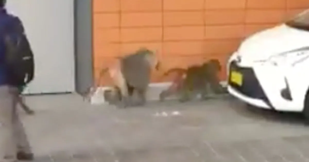 Babbuino fugge con due amanti prima di essere sterilizzato il video diventa virale