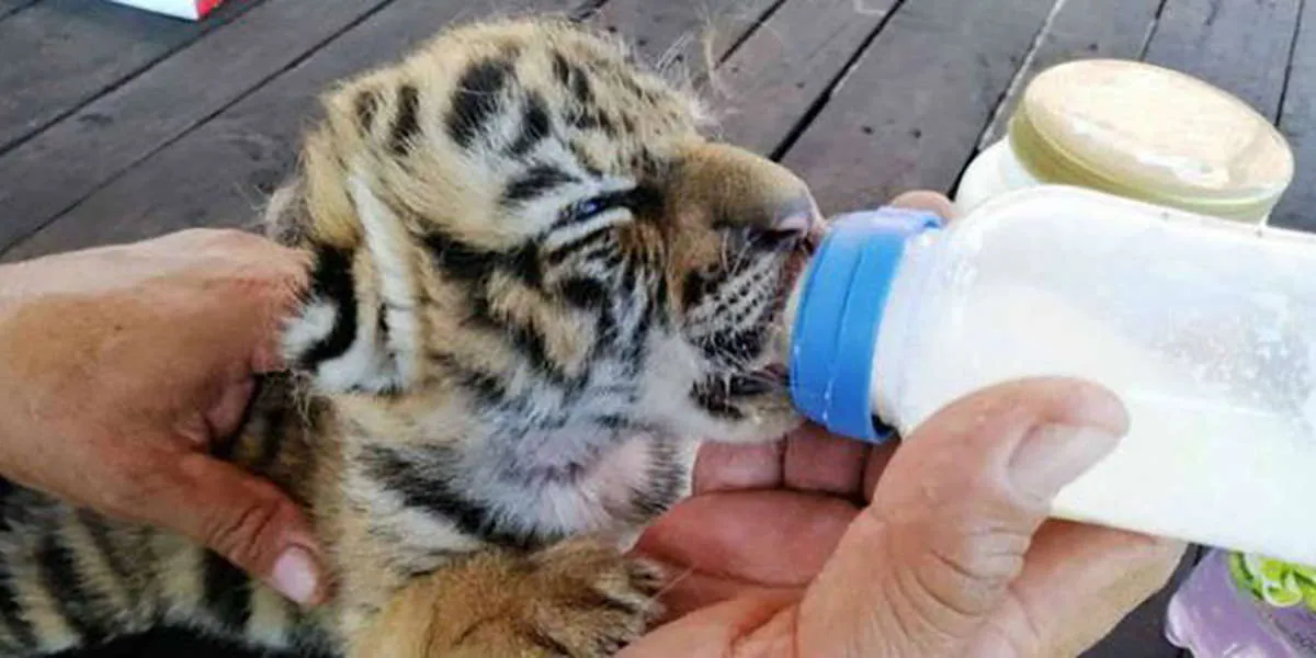 E8217 nato Covid il cucciolo di tigre che ridona speranza