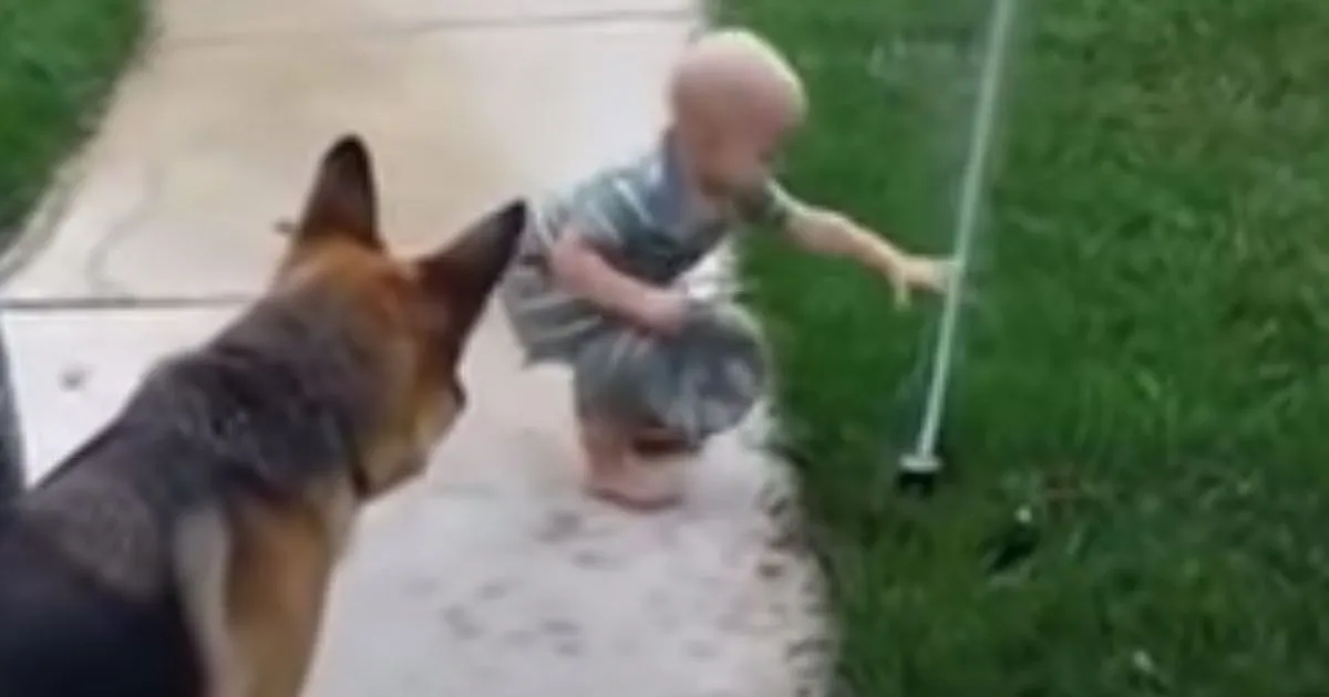 Il cane protegge il bimbo dal getto d8217acqua dell8217irrigatore il buffo video