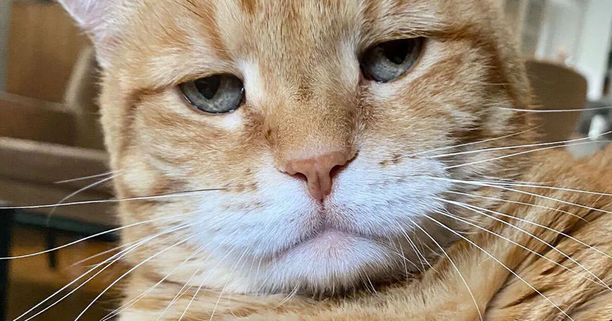 Ecco Marley il gatto scontroso che ha conquistato Instagram