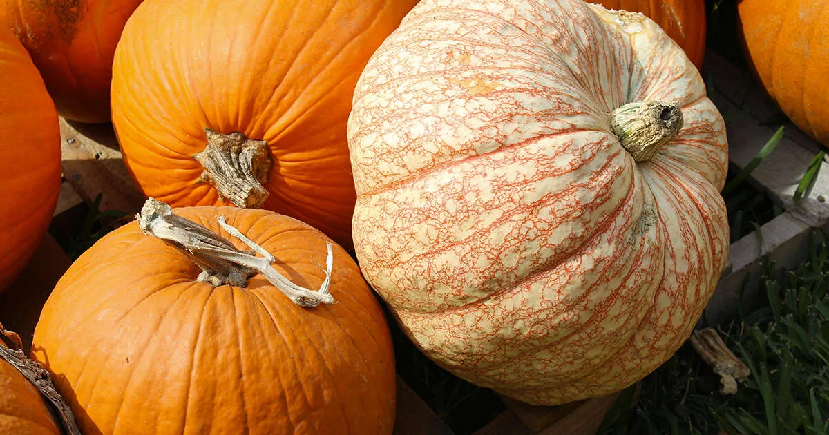 I bomboloni alla zucca il dolcetto perfetto per Halloween
