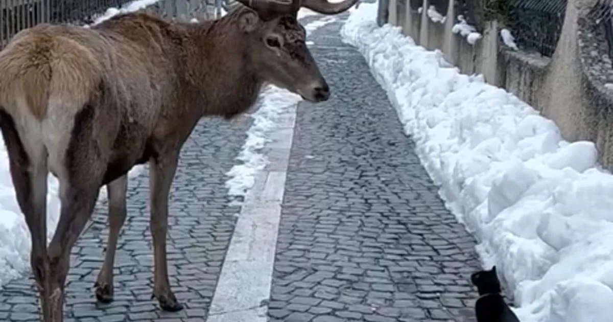 Lincontro tra il cervo e il gatto nero sulla neve il video