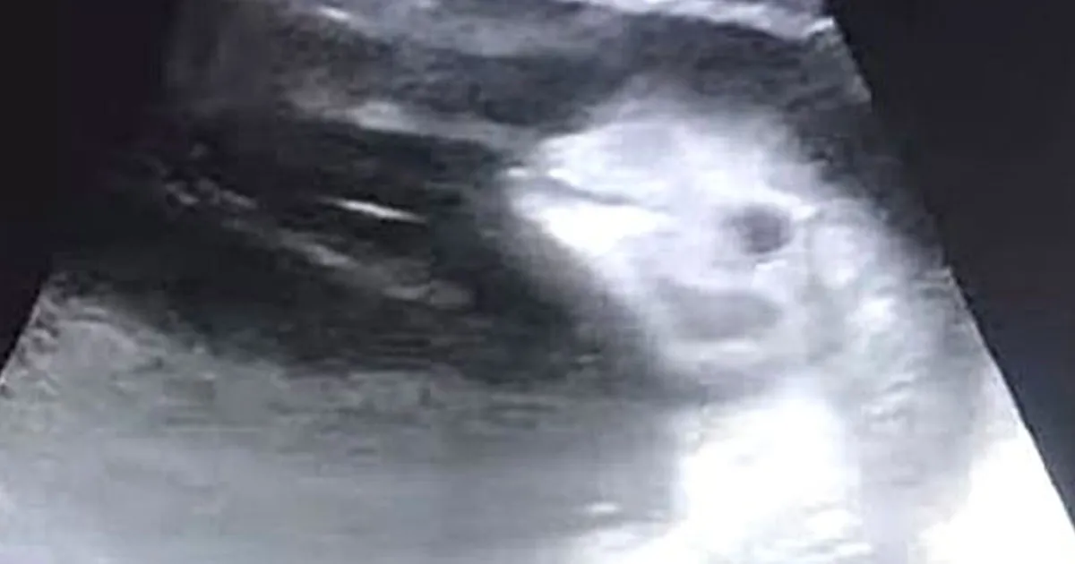 Avete mai visto lecografia di un cucciolo di beluga E semplicemente bellissima