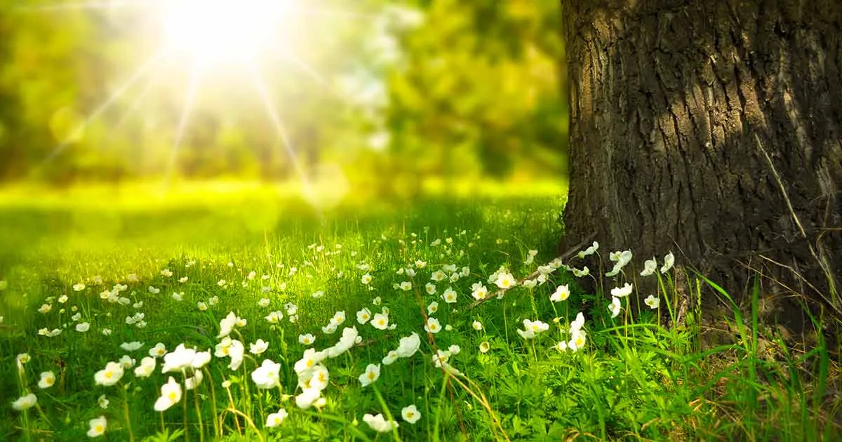Meteo nel weekend temperature estive per alcune regioni