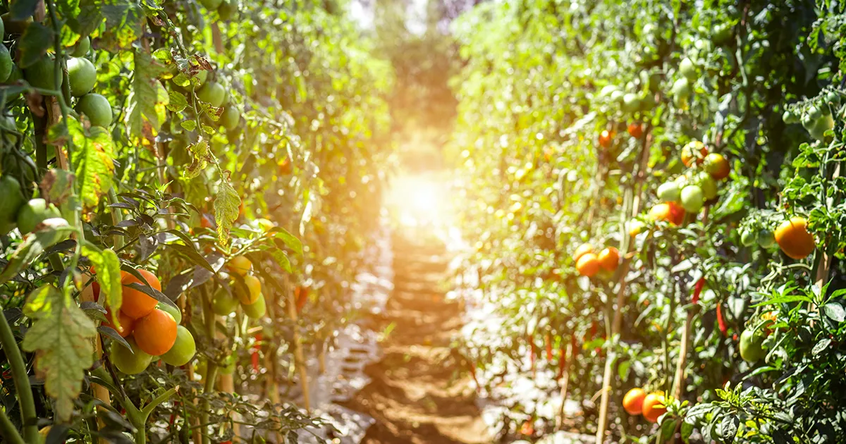Il giardinaggio due volte alla settimana fa bene la scienza conferma