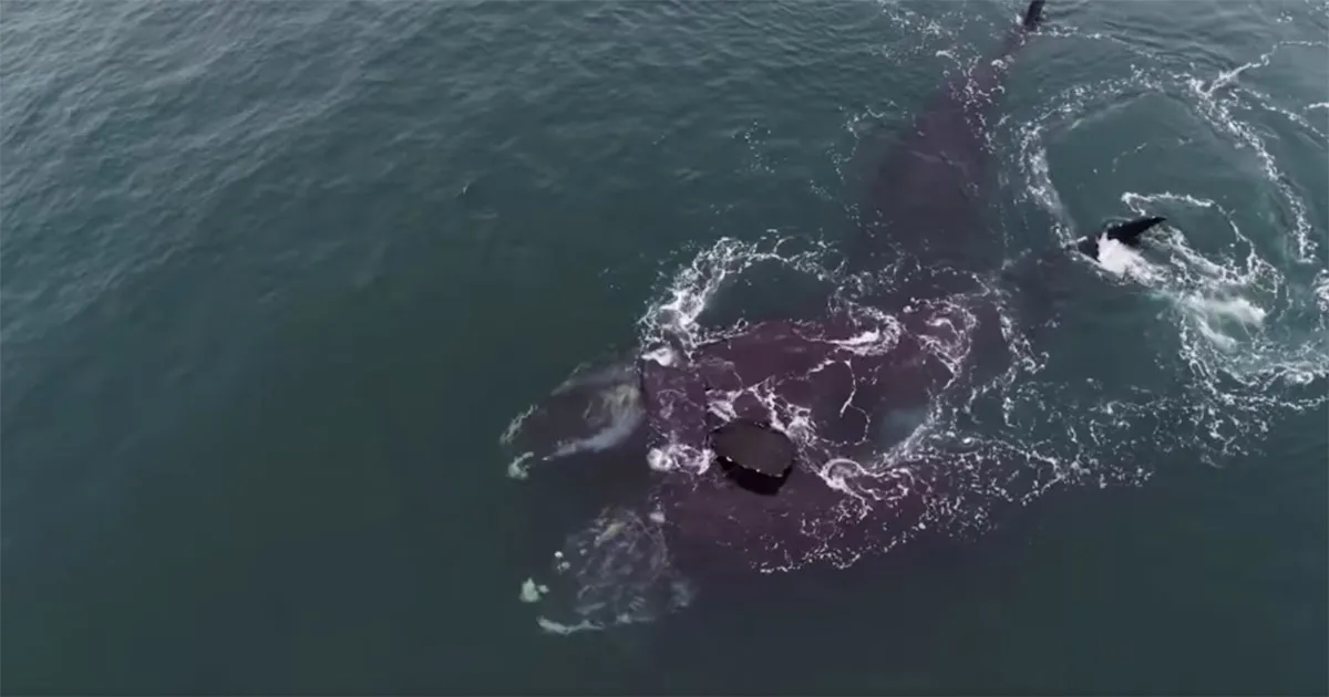 Lincredibile abbraccio tra due balene in mare il video