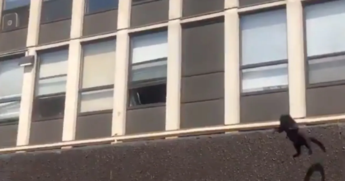 L8217incredibile volo di un gatto per fuggire dalle fiamme stupisce tutti