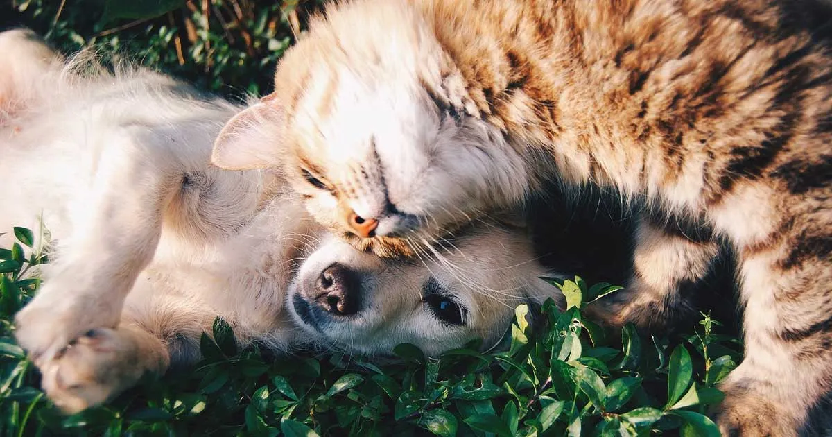 La pandemia ha reso i gatti pi affettuosi con luomo