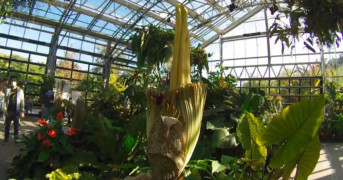 Sboccia dopo anni laltissimo Aro Titano  il fiore pi puzzolente del mondo