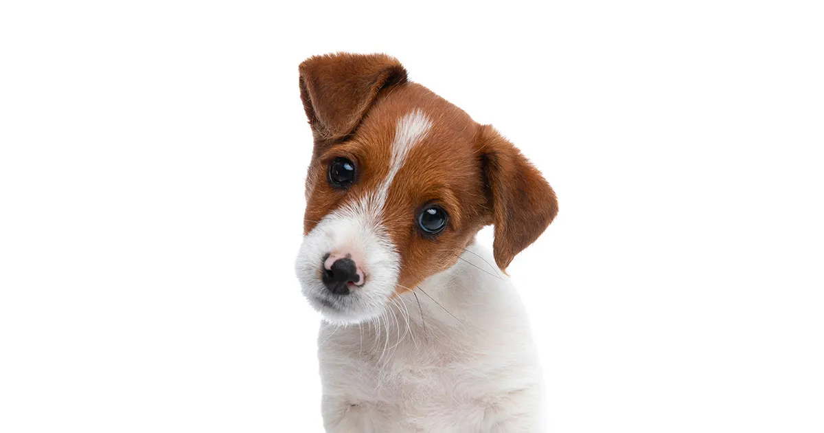 Il linguaggio dei cani ecco perch quando gli parliamo inclinano la testa