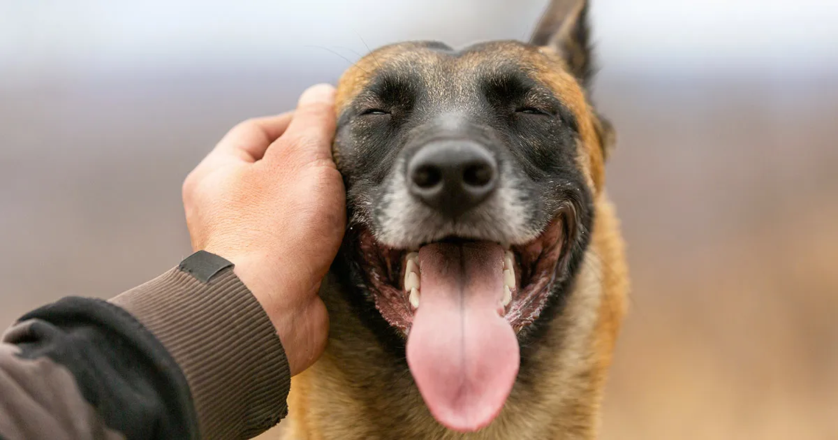 A Catania arriva la Dog Card per sostenere le adozioni nei canili e tutelare la salute degli animali