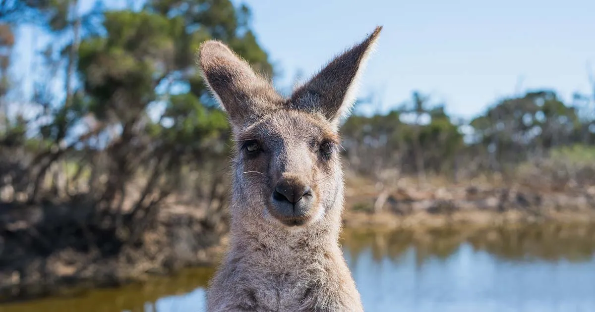 L8217immagine del canguro culturista che mostra i muscoli ha conquistato i social
