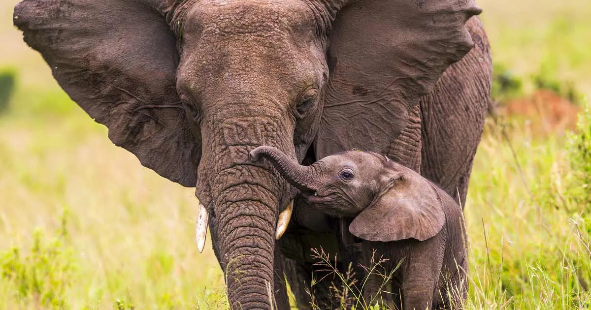 Giornata mondiale dellelefante la specie sempre pi minacciata dal bracconaggio