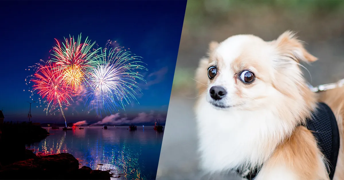 Botti di Capodanno come proteggere i nostri amici animali