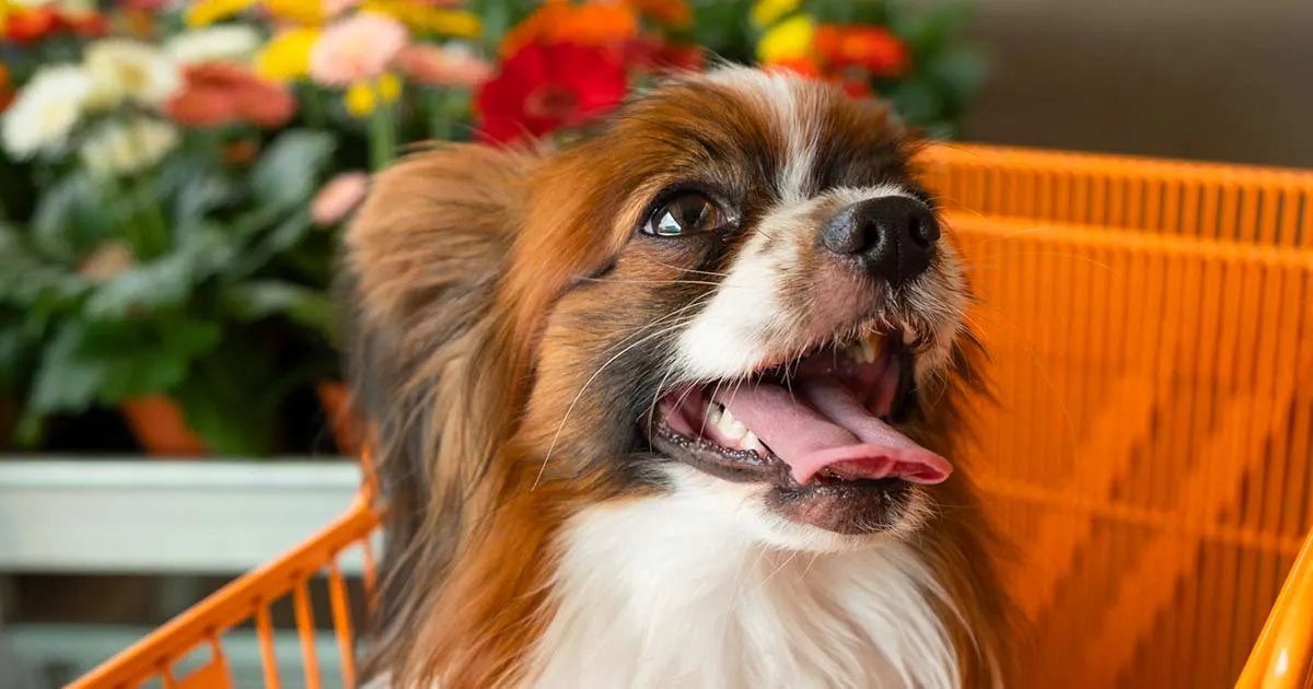 Il Ministero della Salute cancella il divieto i cani potranno continuare adentrare nei supermercati