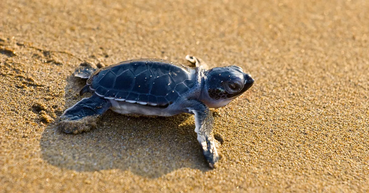 Nido da record allIsola dElba nate centinaia di tartarughine Caretta caretta