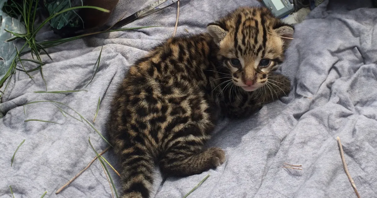 Nel mondo sono rimasti solo 100 esemplari di Ocelot un progetto mira a salvare questo felino dallestinzione