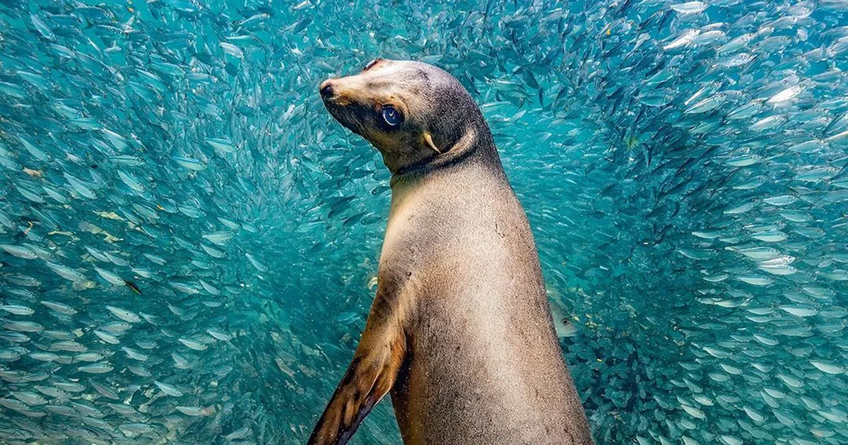La meraviglia della natura negli scatti vincitori del The Natural Photography Contest le foto