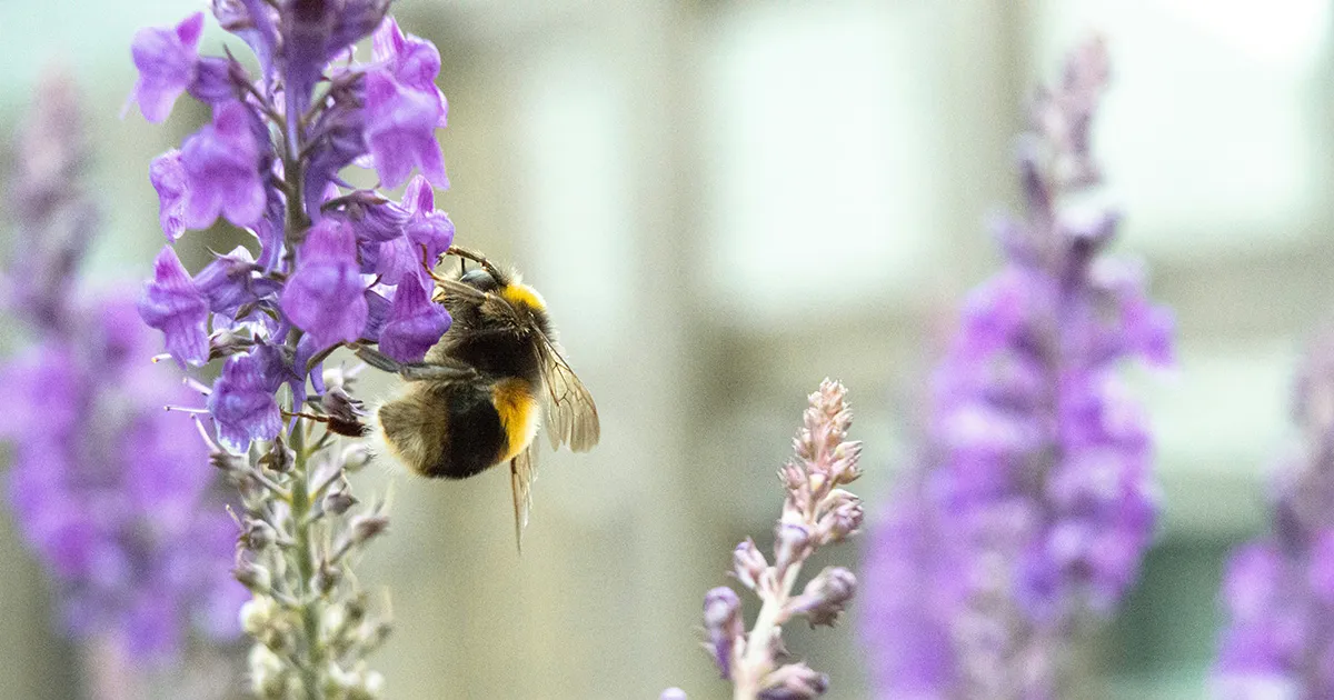 Un passo avanti per la Terra Il Parlamento Europeo ha approvato la legge sul Ripristino della natura