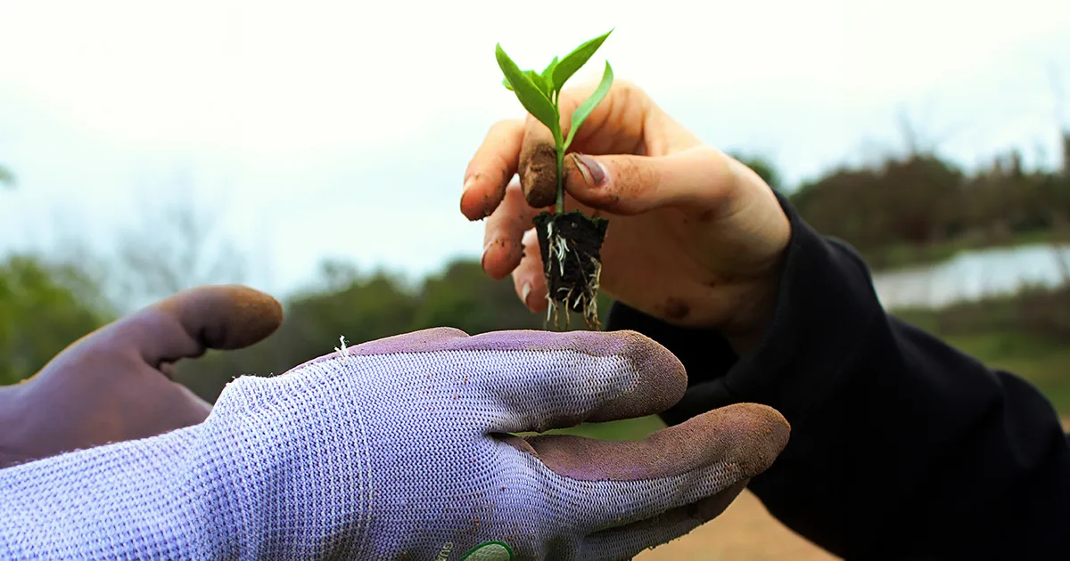 Un albero per ogni nuovo iscritto la bella iniziativa green dellUniversit di Siena