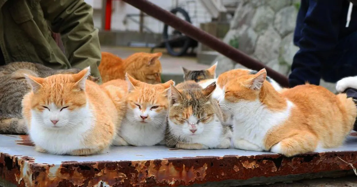 Lo sapevi che esiste unisola dove ci sono pi gatti che persone Alla scoperta di Aoshima