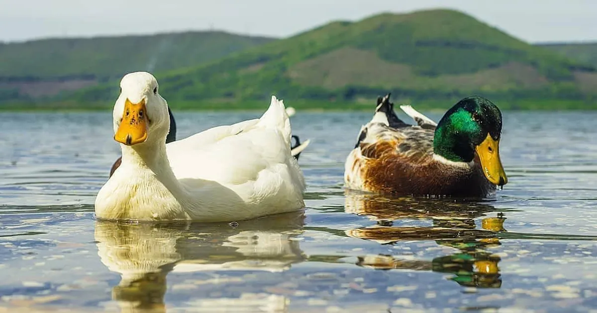 Il Lago di Vico  salvo Vinta la battaglia contro linquinamento e lo sfruttamento idrico