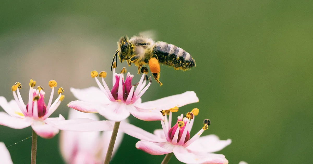 Approvata in via definitiva la Nature Restoration Law un primo passo per la biodiversit in Europa