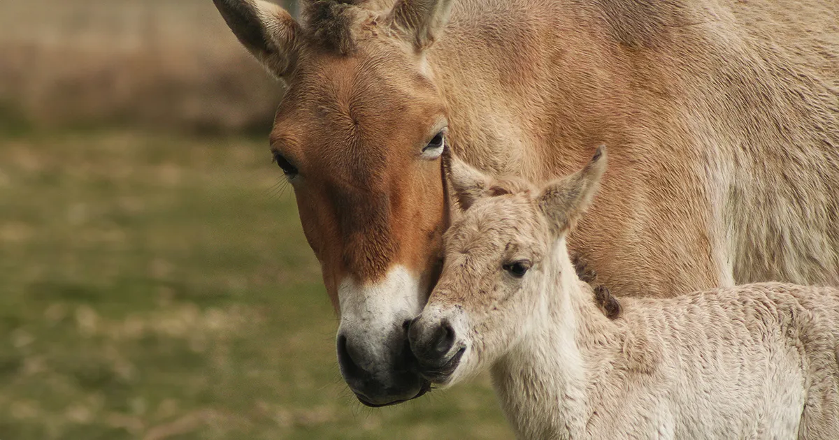 In Kazakistan tornano i cavalli selvatici erano estinti da oltre 200 anni