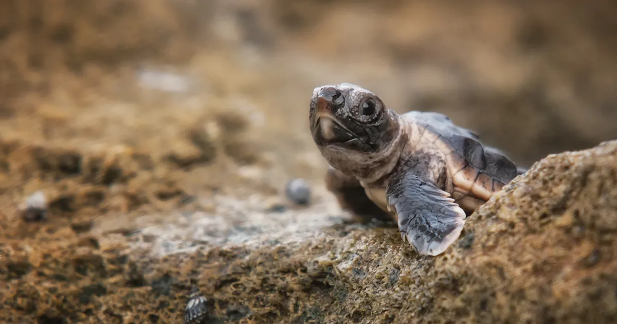 Avvistato il primo nido di tartaruga caretta caretta sulle spiagge agrigentine un evento straordinario