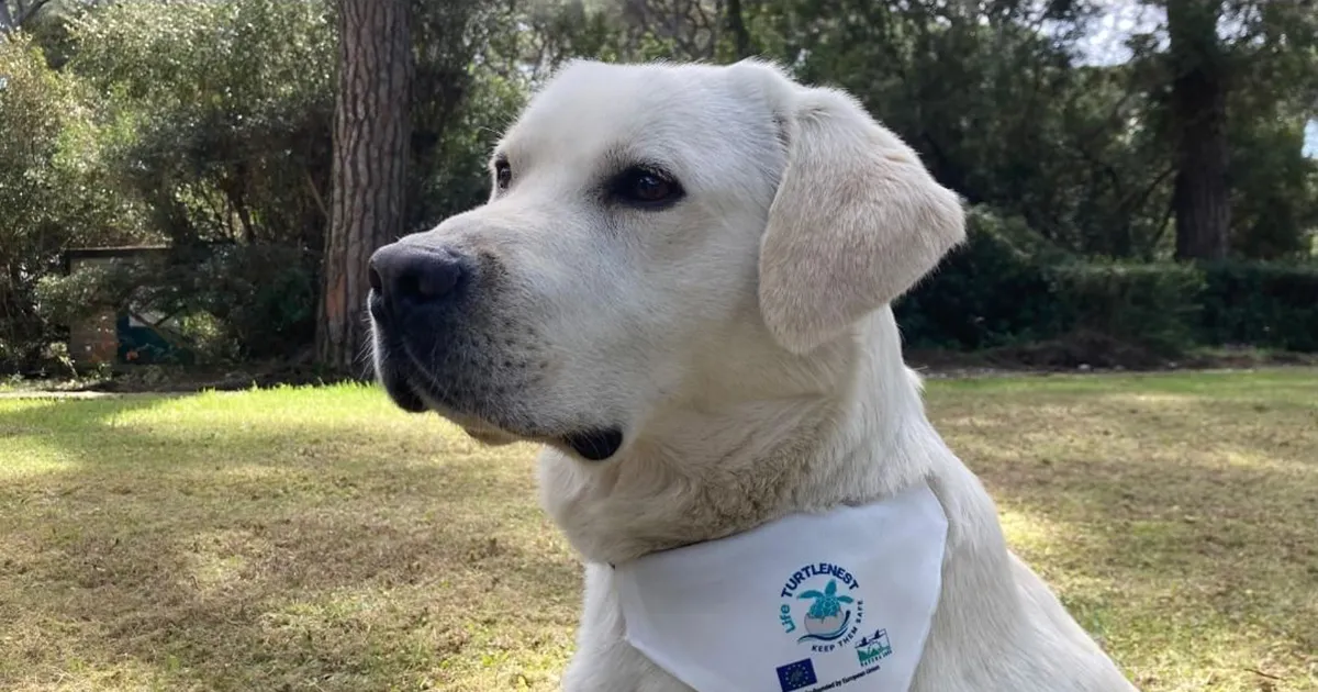 Sono arrivati i Tartadogs i cani che fiutano i nidi delle tartarughe marine per proteggerli