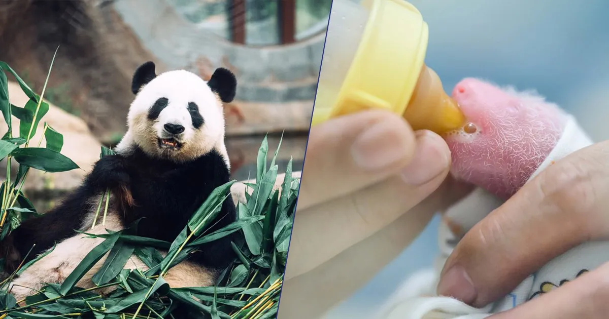 La nascita che ha sorpreso il mondo Ying Ying la panda gigante pi anziana al mondo ha dato alla luce due gemelli