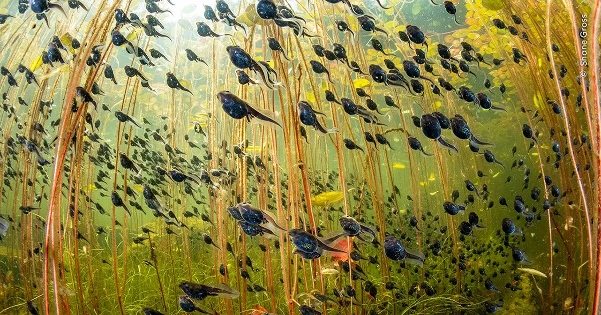 Wildlife Photographer of the Year 2024 la foto del vincitore  di una bellezza straordinaria