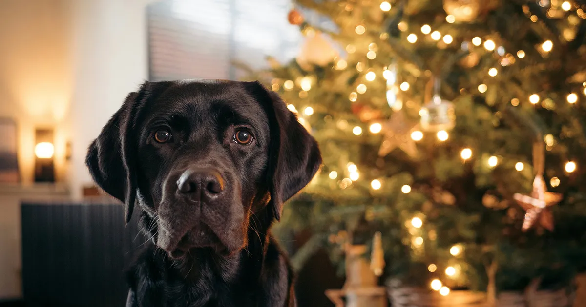 Attenzione allalbero di Natale pu fare male al tuo animale domestico anche se finto ecco perch