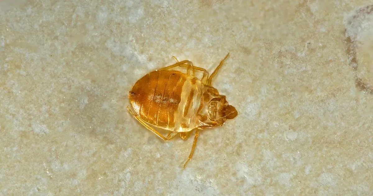 Il segreto della super cimice dei letti 20mila volte pi resistente